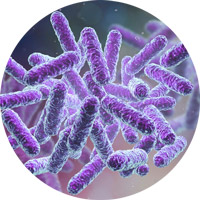 Bacillus Clausii