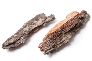Pine Bark